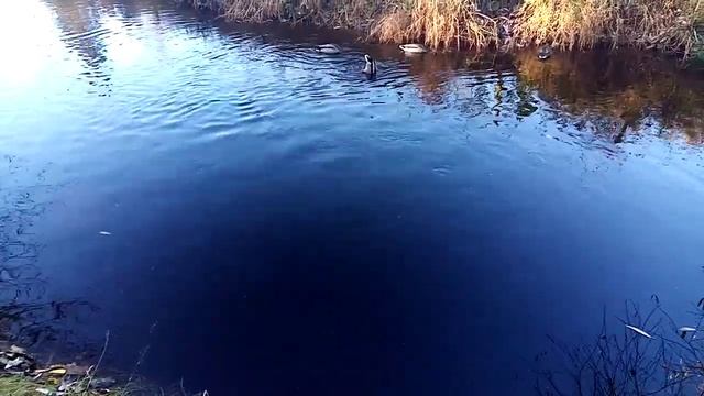 Колесниковы /Семья Колесниковых /Обзор новых ВЛОГОВ /Поимели Бесплатно / смотреть онлайн