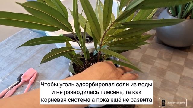 Сажаем Фикус Али. Секреты подвязки! 14.05.2024г.