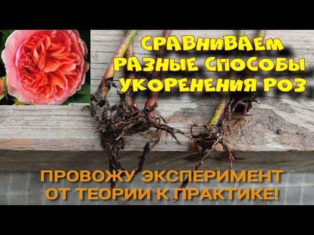 Разные способы укоренения роз. Как укоренить черенки роз дома? смотреть онлайн