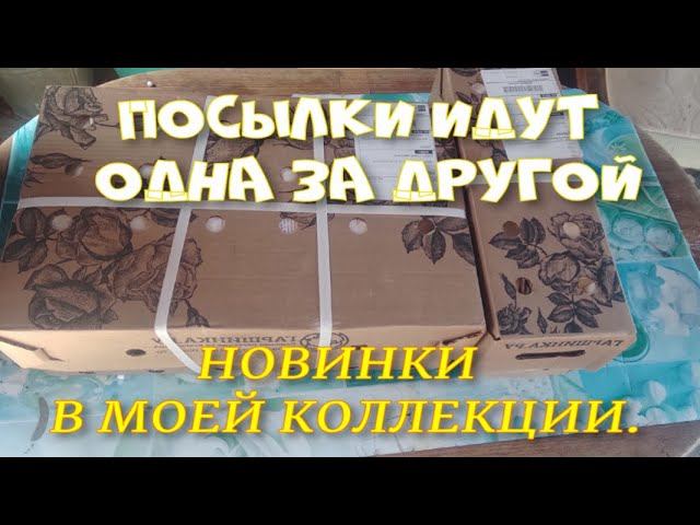 Посылки с саженцами идут одна за одной. смотреть онлайн
