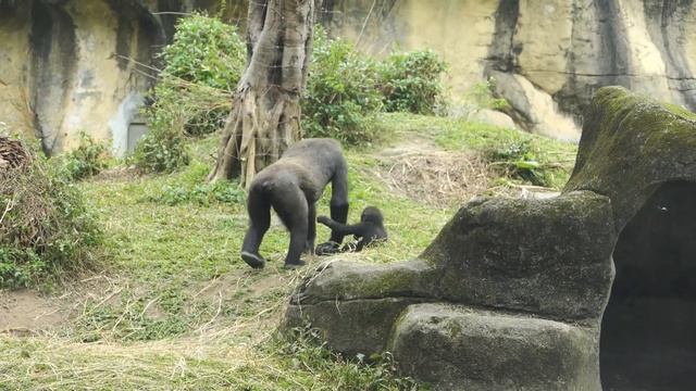 Gorilla D'jeeco family funny daily episodes / 金剛猩猩D'jeedo家族有趣的生活插曲 смотреть онлайн