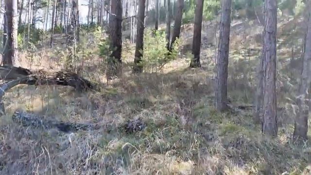 Не хотелось а пришлось....Лазим по горам, лужам, кустам.....Прогулка с собакой по весеннему лесу смотреть онлайн