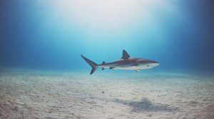 Pink Floyd – Wish You Were Here (Ты хочешь быть здесь) 1975 год.