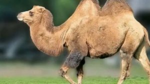 Верблюд. Верблюды. Верблюжата.