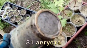 Что укоренилось из черенков. Результат летнего зеленого черенкования . Часть 2