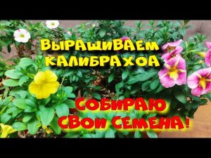 Калибрахоа выращивание  Сбор семян