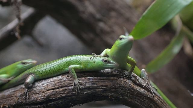 Emerald tree skink 3. Смарагдовый сцинк смотреть онлайн