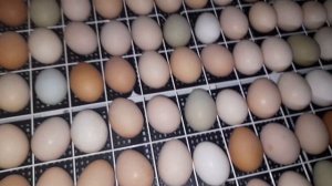 Неожиданная инкубация яиц в инкубаторе несушка