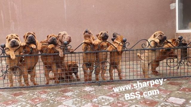 Puppy IZ DOMA BSS, For Sale