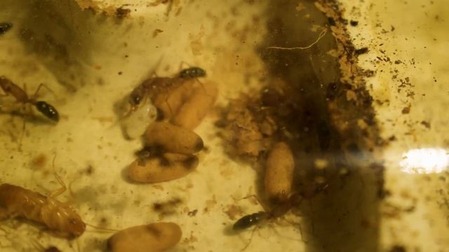 Harpegnathos saltator | Сможет ли одна матка поднять колонию смотреть онлайн
