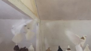 Гусь-Хрустальный,Голуби Владимира Шуралёва