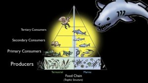 The Food Chain