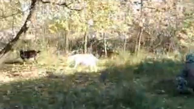 комнатный снорк Паша и козы смотреть онлайн