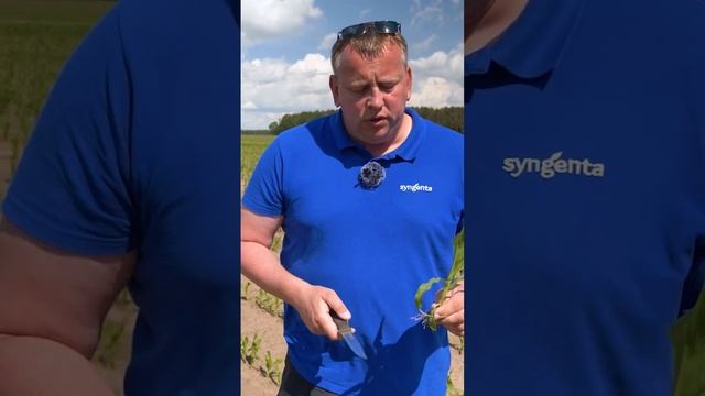 Как определить фазу у кукурузы. 3 метода. смотреть онлайн