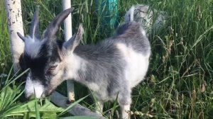 Козочки для детей / Goats for kids (VIDEO)