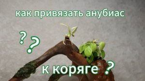 Как привязать анубиас к коряге? И все тонкости этого дела.
