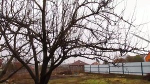 Обрезка старой груши.