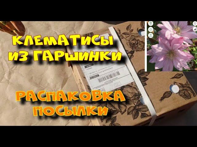 КЛЕМАТИСЫ ИЗ ГАРШИНКИ смотреть онлайн