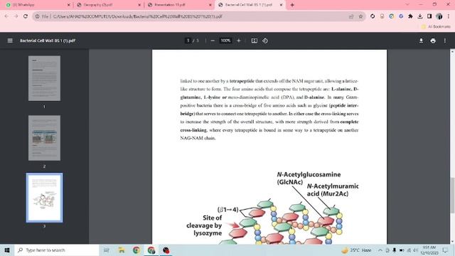 cell wall function смотреть онлайн