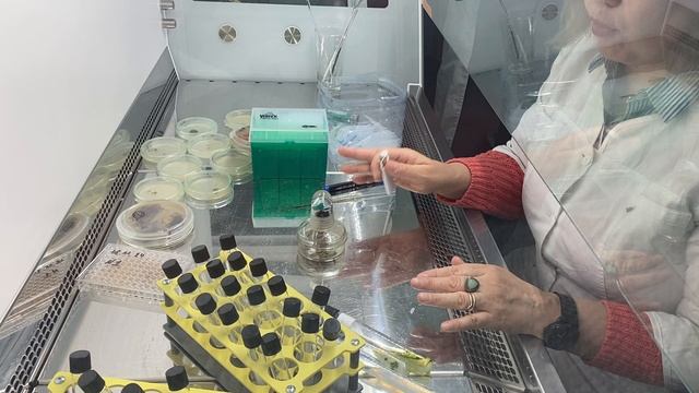 «Методические аспекты создания и функционирования коллекций микроорганизмов» смотреть онлайн