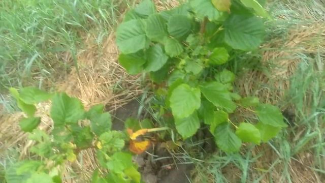 Саджанці Фундука Трапезунд підмерзли 🌰🌳 смотреть онлайн