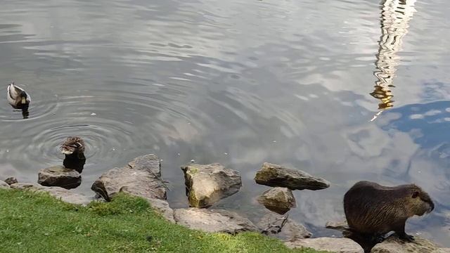 Забавная нутрия. "Зверь"😊 у пруда в Николо-Угрешском монастыре. Дзержинский. Москов. обл. 14.05.202 смотреть онлайн