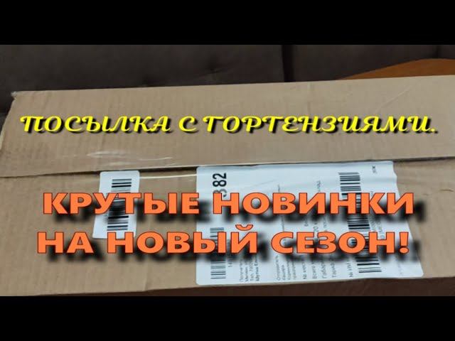 Новые гортензии в моей коллекции. смотреть онлайн