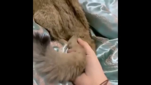 Гордому кошка на грудь не вскочит смотреть онлайн
