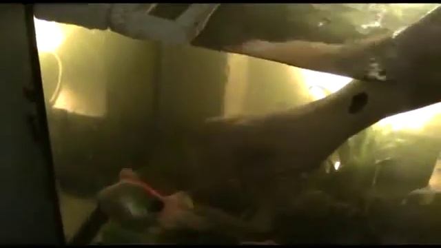 Как погладить золотую рыбку - гладим золотую рыбку смотреть онлайн