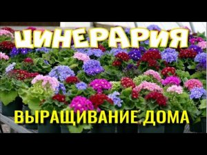 Цинерария. Выращивание в комнатных условиях