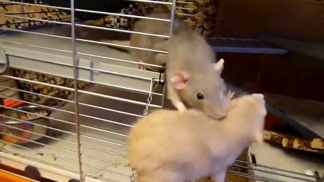 Ляляка щипает и грубо выкусывает Ёшку смотреть онлайн