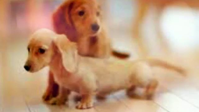 Песня с картинками щенков смотреть онлайн