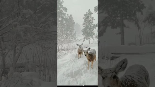 #shorts смотреть онлайн