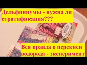 Дельфиниум эксперимент. Нужна ли стратификация? Эксперимент - часть 1
