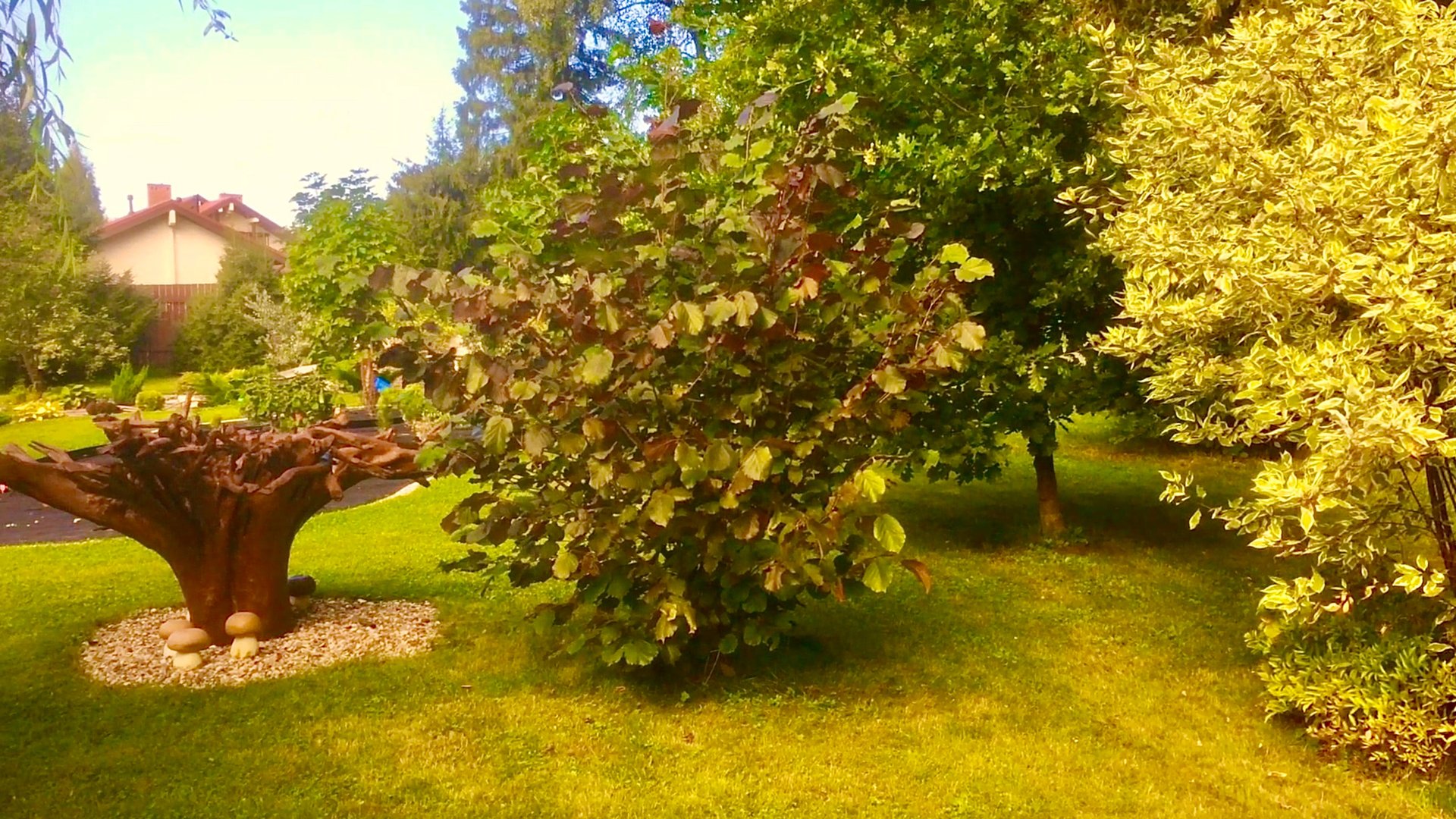 КУСТАРНИКИ И ЛЕСНЫЕ ДЕРЕВЬЯ В ДИЗАЙНЕ САДА. Дуб / клены / каштан / дерены / барбарисы и др. 2001г. смотреть онлайн