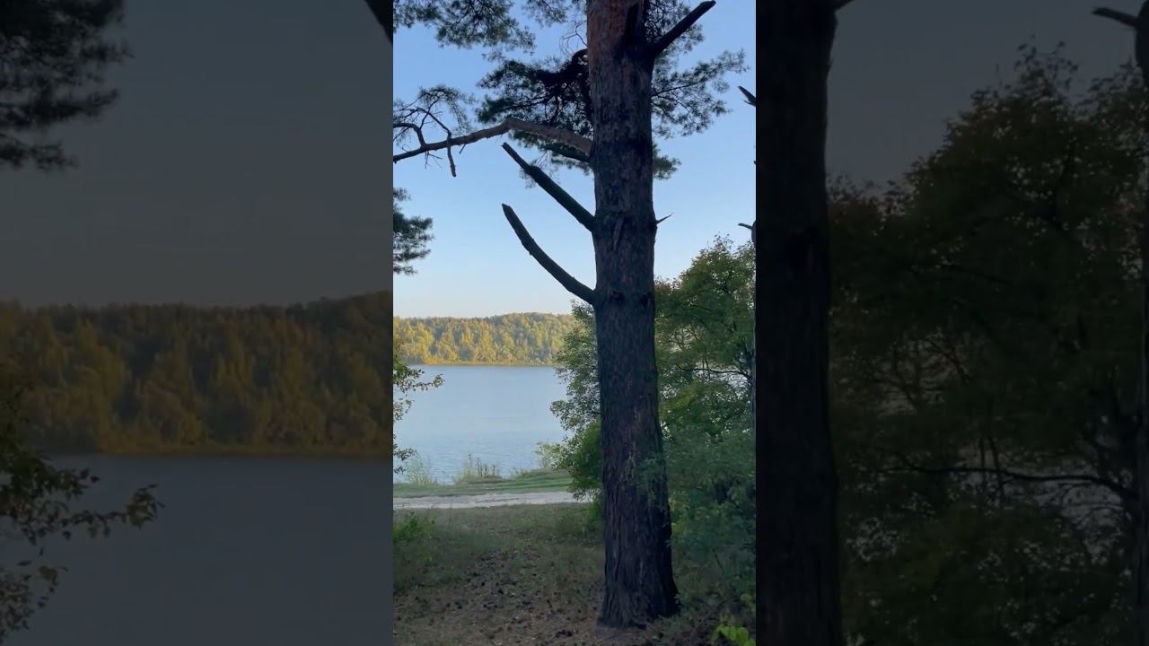 Осенний лес смотреть онлайн