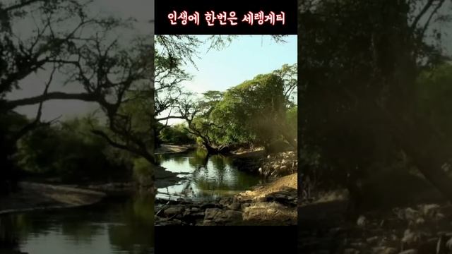 원숭이는 나무에서 떨어지고 악어는 물에 빠졌다~ [인생에 한번은 세렝게티] 07 #아프리카 #grumeti #악어 смотреть онлайн