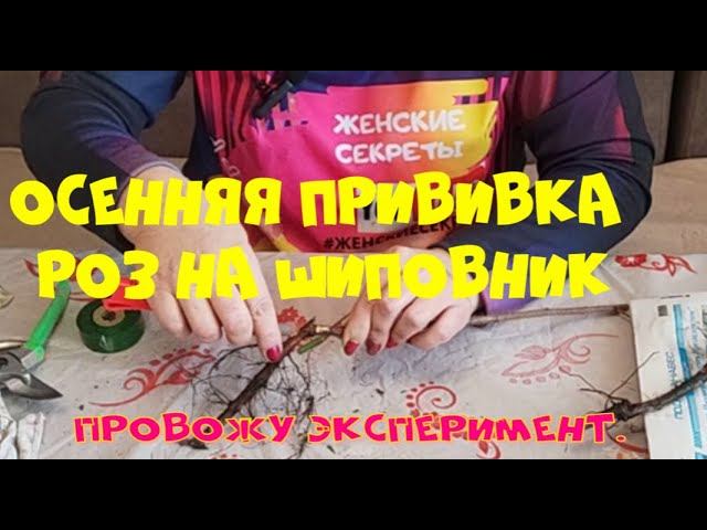 Осенняя прививка роз на шиповник. Эксперимент. смотреть онлайн