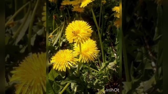 День народження Землі. Вихователь ІІ молодшої групи № 8, Атняшева Л.П. смотреть онлайн