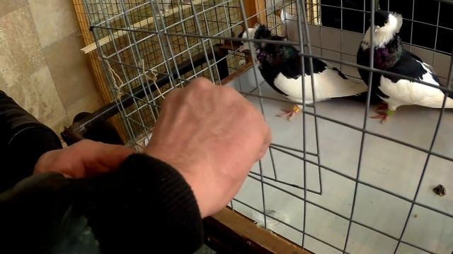 ВЫСТАВКА ГОЛУБЕЙ В МОСКВЕ 2019 ЦСКА (часть   3)