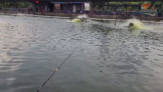 TANGAN PADA PEGEL NONSTOP STRIKE ! 11.55 KG CUMA TITIPAN ! смотреть онлайн