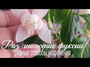 Фуксия. Способы размножения.