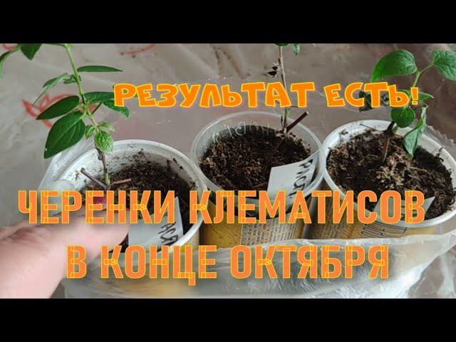 Черенки клематиса на конец октября смотреть онлайн
