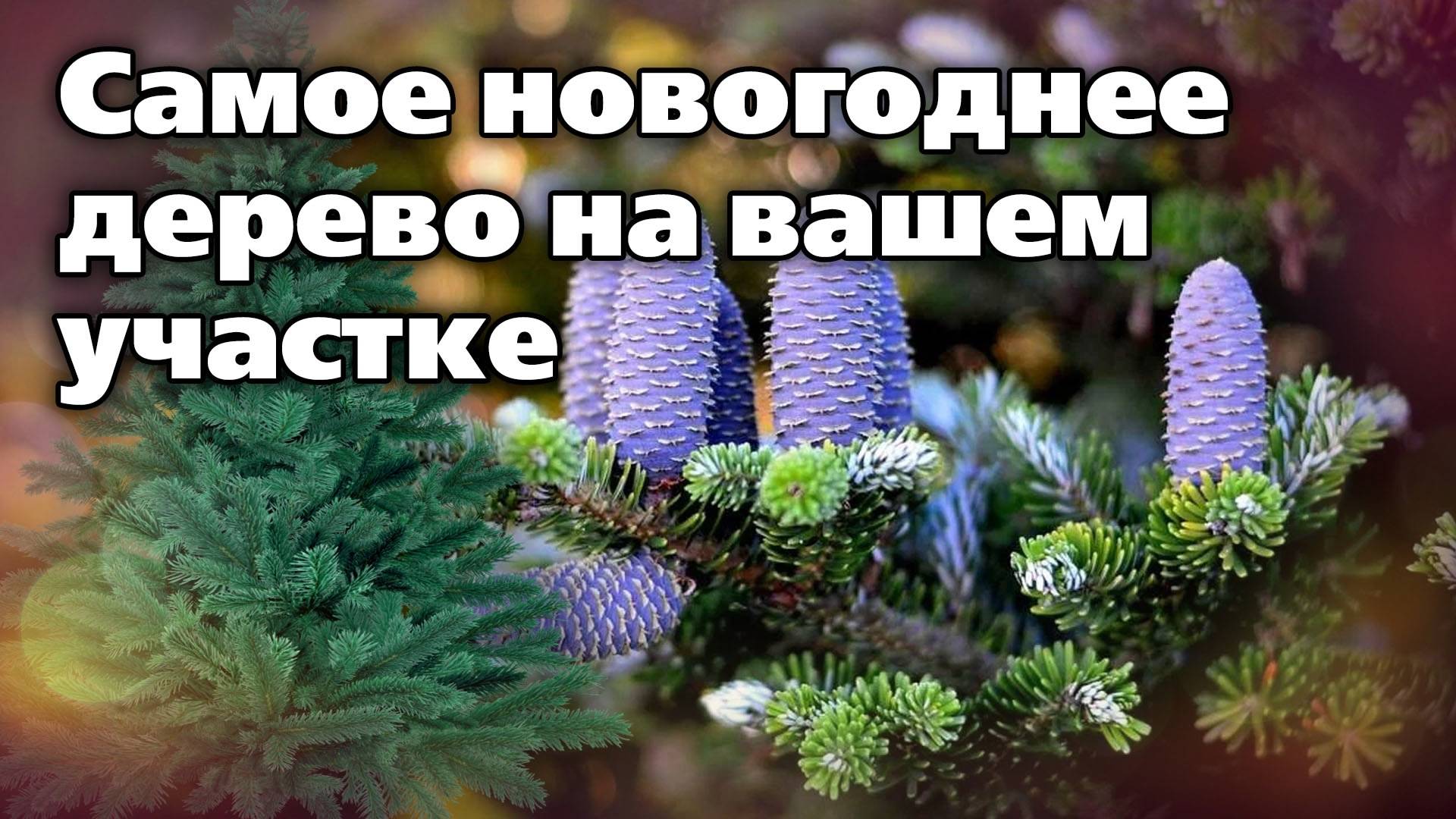 Разновидности пихты - устойчивые и красивые, Испытаны климатом Урала смотреть онлайн