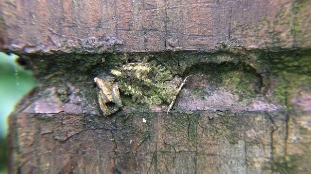 熱血阿傑❤️生態帶大家觀察長角蛉幼蟲 Ascalaphidae смотреть онлайн