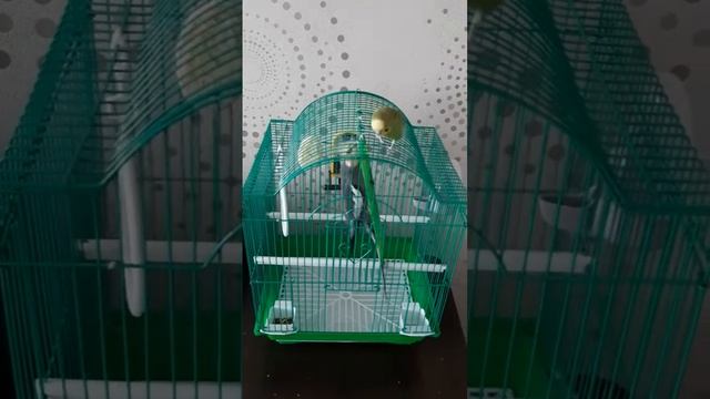 Корелла Кирилл у Волнистого Кеши в гостях