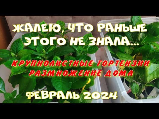 ГОРТЕНЗИЯ КРУПНОЛИСТНАЯ ЗИМОЙ В КВАРТИРЕ. (февраль) смотреть онлайн