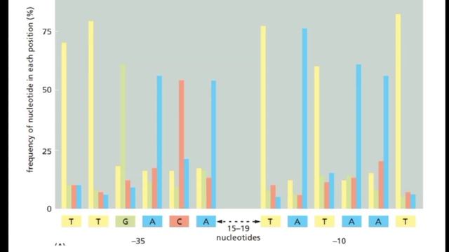 Consensus sequence | consensus nucleotide sequence in E.coli explained| смотреть онлайн