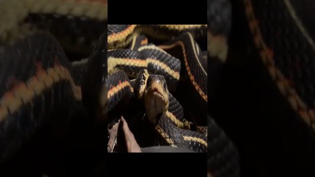 Duniya ka sb say khtrnak island | snake island смотреть онлайн