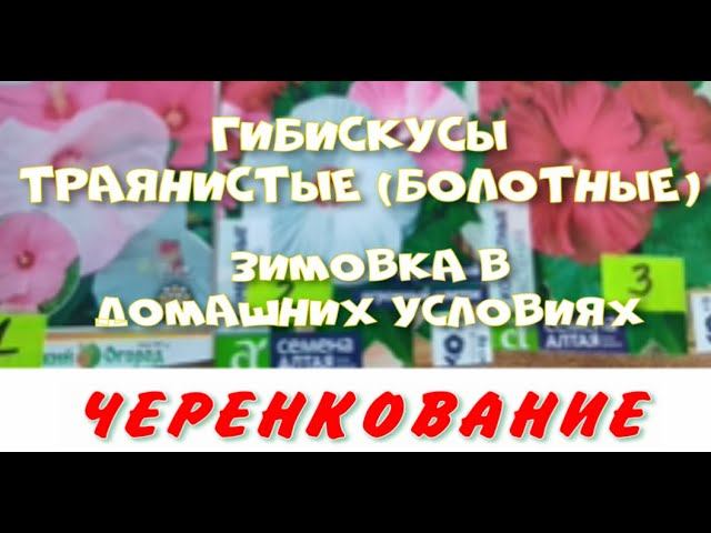 ГИБИСКУС БОЛОТНЫЙ. ЗИМОВКА. ЧЕРЕНКОВАНИЕ смотреть онлайн